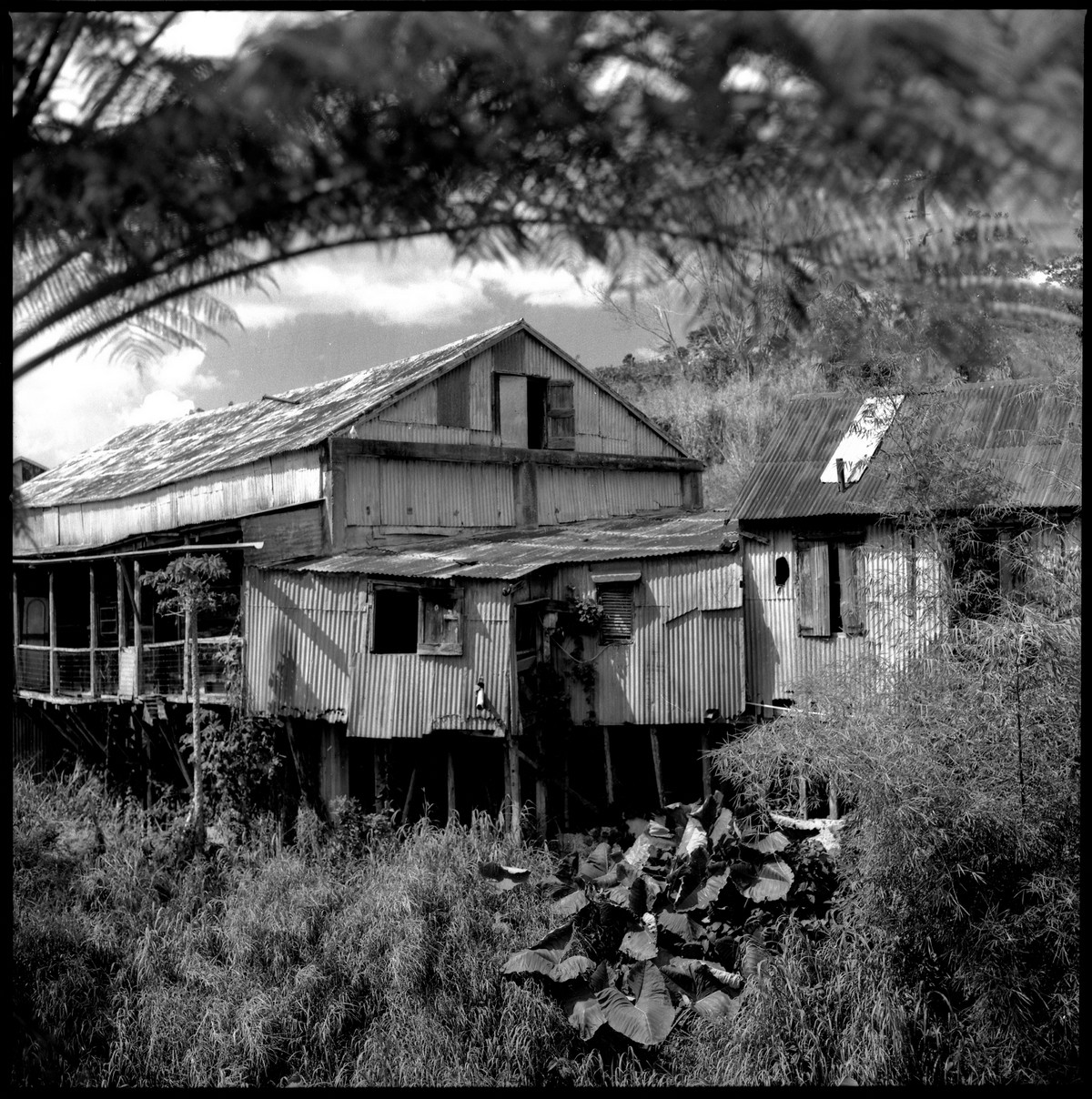 Hacienda Llanada, Coffee Plantations of Puerto Rico