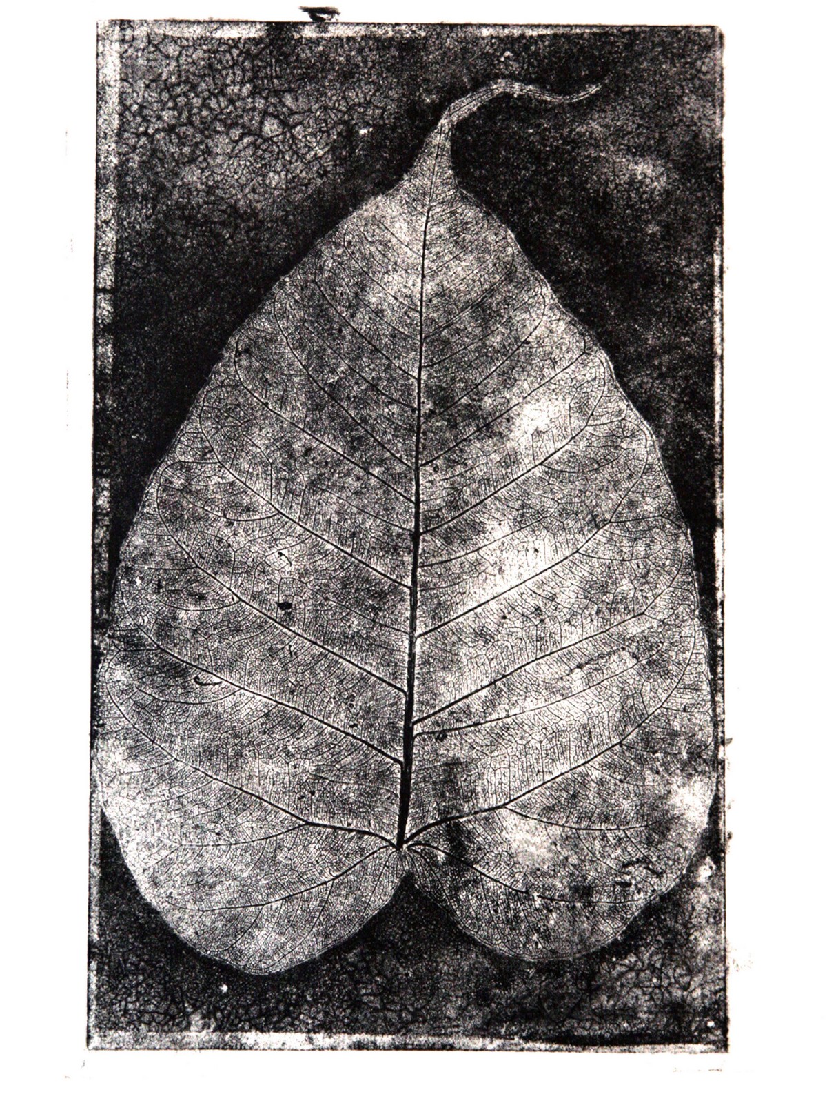 Ficus Religiosa