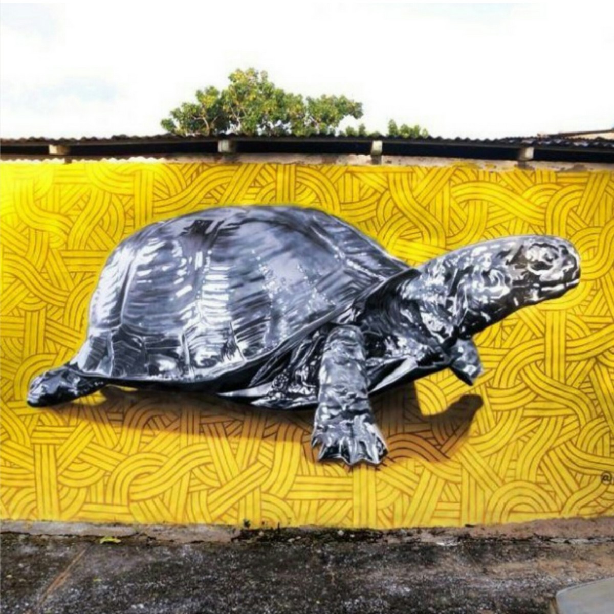 Caparazón bling (Rio San Juan, DR)