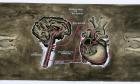 La anatomía según el tránsito de las palabras 