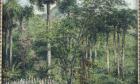 Landscape with Royal Palm