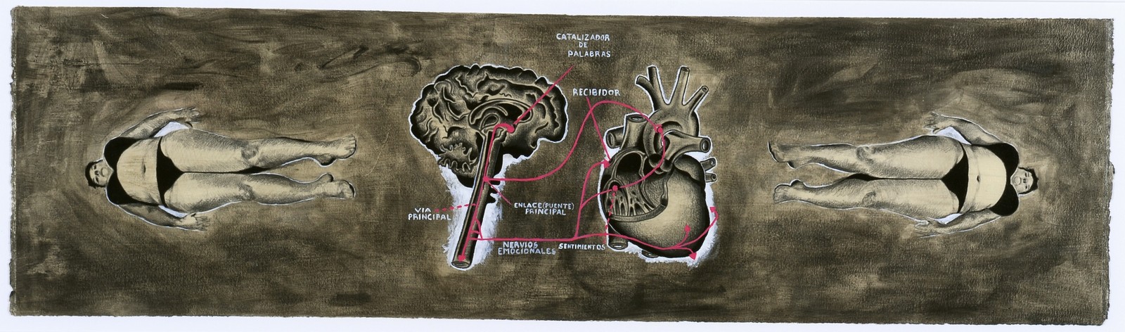 La anatomía según el tránsito de las palabras 