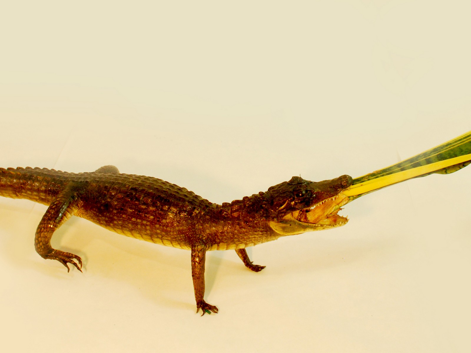 Plato de Mesa & Protección